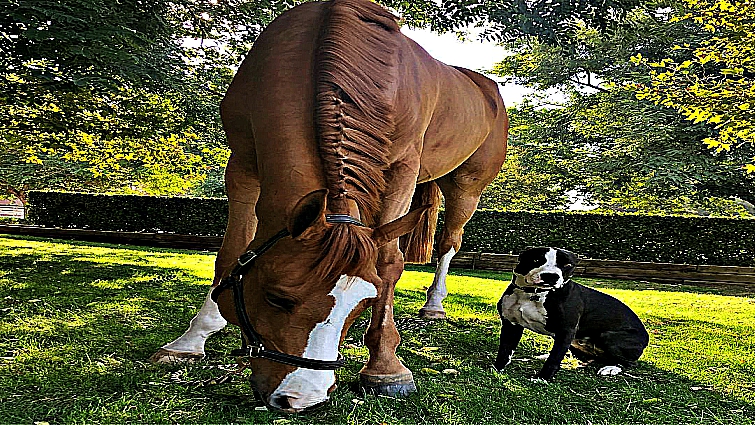 Doug The Dog Actually Thinks He Is A Horse